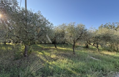 Građevinsko zemljište – Plovanija, Buje